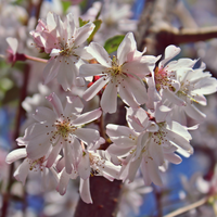 Prunus x sub Autumnalis Rosea | Order online @ Tendercare
