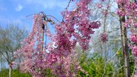 Prunus x sub. Pendula - image 1