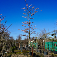 Prunus x yedoensis - image 2