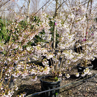 Prunus x yedoensis - image 2