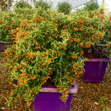 Pyracantha Navajo - image 1