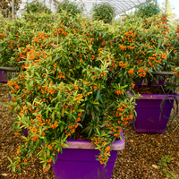 Pyracantha Navajo - image 1