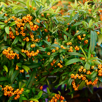 Pyracantha Navajo - image 2