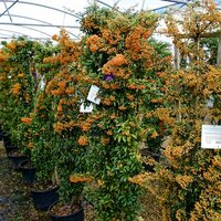 Pyracantha Saphyr Jaune