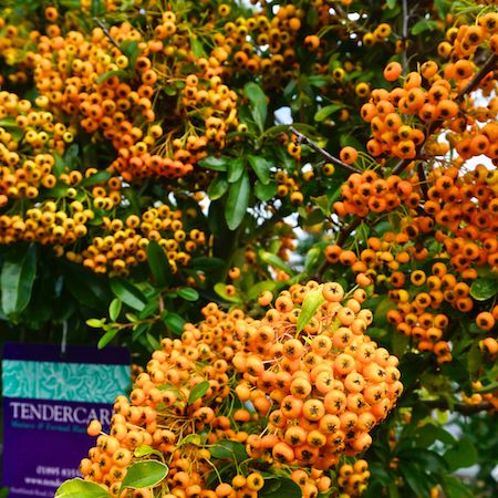 Pyracantha Saphyr Jaune - image 2