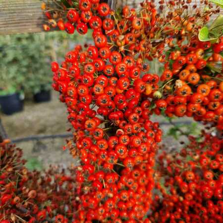 Pyracantha Saphyr Orange - image 2