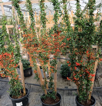 Pyracantha Saphyr Orange - image 1