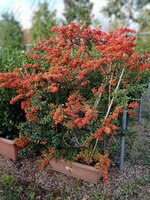 Pyracantha Saphyr Orange