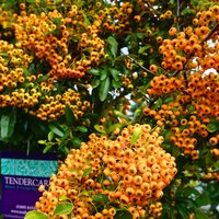 Pyracantha Saphyr Orange