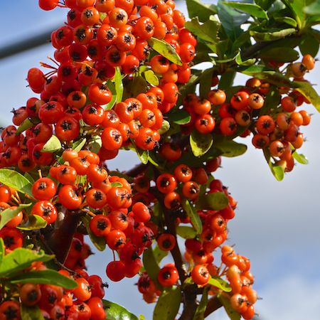 Pyracantha Saphyr Rouge - image 2