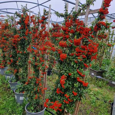 Pyracantha Saphyr Rouge