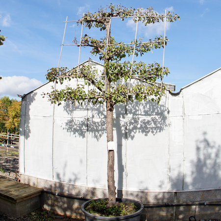 Pyrus calleryana Chanticleer