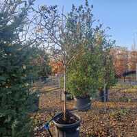 Pyrus calleryana Chanticleer