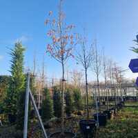 Pyrus calleryana Chanticleer - image 2