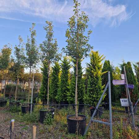 Pyrus calleryana Chanticleer