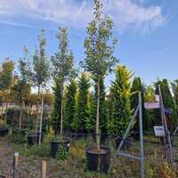 Pyrus calleryana Chanticleer