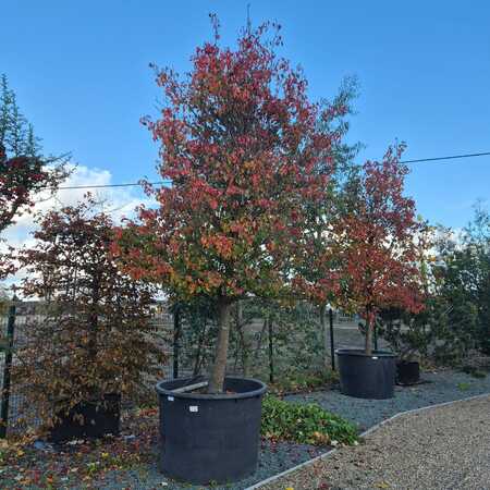 Pyrus calleryana Chanticleer