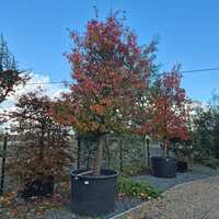 Pyrus calleryana Chanticleer