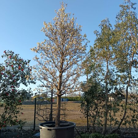 Pyrus calleryana Chanticleer - image 1