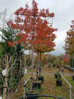 Pyrus calleryana Chanticleer