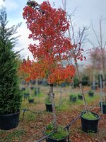 Pyrus calleryana Chanticleer