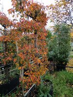 Pyrus calleryana Chanticleer