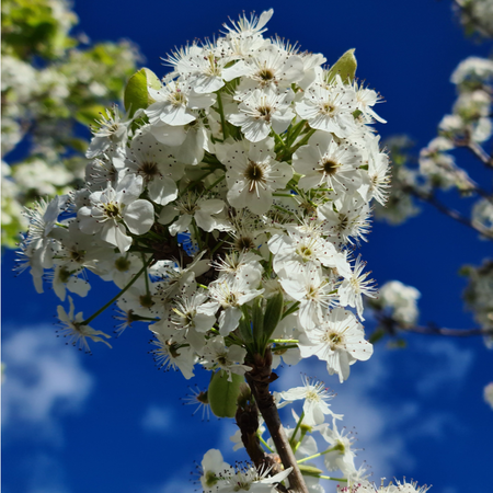 Pyrus calleryana Chanticleer | Order online @ Tendercare