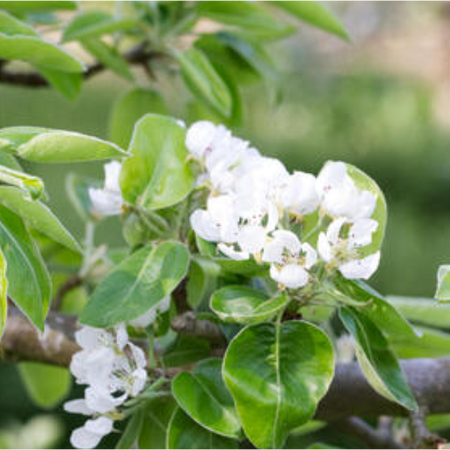 Pyrus communis Beurre Hardy | Order online @ Tendercare