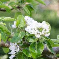 Pyrus communis Beurre Hardy | Order online @ Tendercare