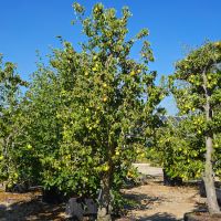 Pyrus com. Doyenne Du Comice