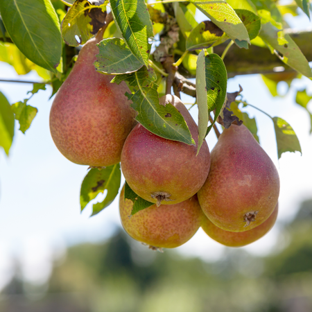 Pyrus communis Bonne of Jers | Order online @ Tendercare