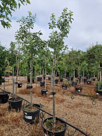 Pyrus com. Williams Bon Chretien