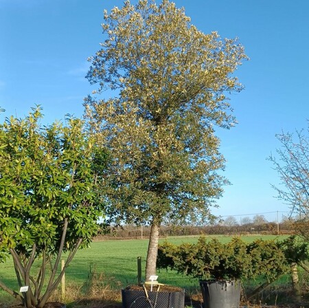 Quercus ilex