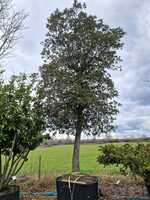 Quercus ilex - image 3