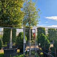 Quercus ilex