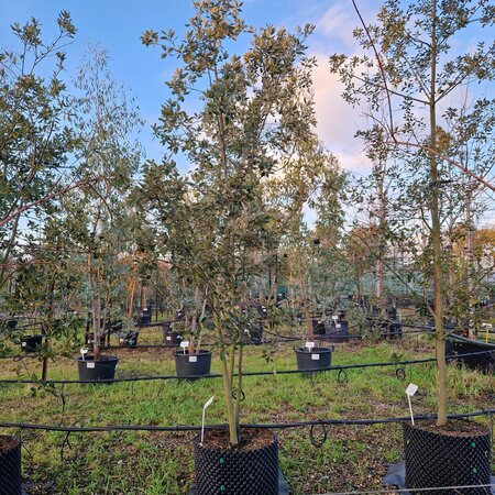 Quercus ilex - image 3