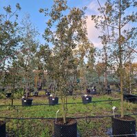 Quercus ilex - image 3