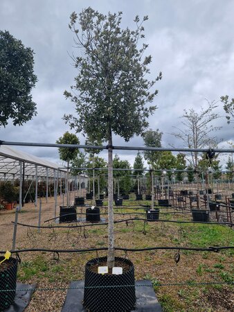 Quercus ilex