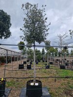 Quercus ilex