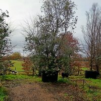 Quercus ilex | Order online @ Tendercare