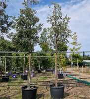 Quercus ilex | Order online @ Tendercare