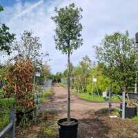 Quercus ilex