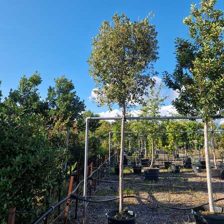 Quercus ilex | Order online @ Tendercare