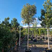Quercus ilex | Order online @ Tendercare