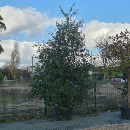 Quercus ilex | Order online @ Tendercare