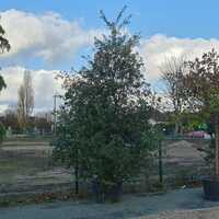 Quercus ilex | Order online @ Tendercare