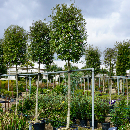 Quercus ilex - image 1