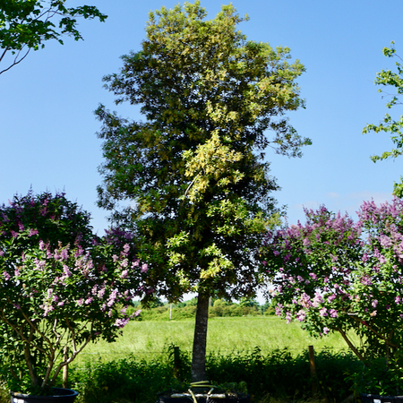 Quercus ilex - image 1