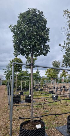 Quercus ilex
