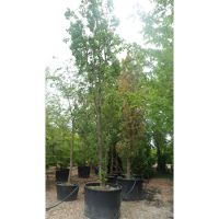 Quercus robur fastigiata